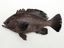 Image of Triso dermopterus (Oval grouper)