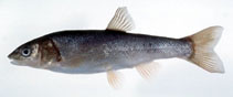 Image of Pseudaspius sachalinensis 