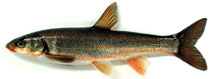 Image of Pseudaspius hakonensis (Big-scaled redfin)