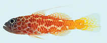 Image of Trimma lantana (Lantana pygmygoby)