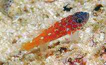 Image of Trimma lantana (Lantana pygmygoby)