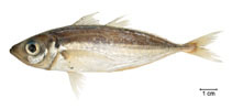 Image of Trachurus lathami (Rough scad)