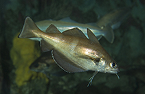 Image of Trisopterus luscus (Pouting)