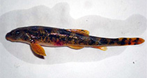 Image of Triplophysa marmorata 