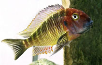 Image of Tropheus moorii (Blunthead cichlid)