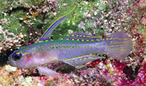 Image of Tryssogobius nigrolineatus (Deepreef fairygoby)