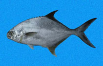 Image of Trachinotus paitensis (Paloma pompano)