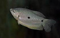 Image of Trichopodus trichopterus (Three spot gourami)