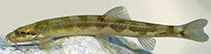 Image of Turcinoemacheilus saadii 