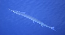 Image of Tylosurus crocodilus (Hound needlefish)