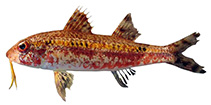 Image of Upeneus heterospinus (Variedspine goatfish)