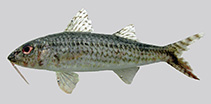 Image of Upeneus willwhite (White\