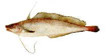 Image of Urophycis brasiliensis (Brazilian codling)