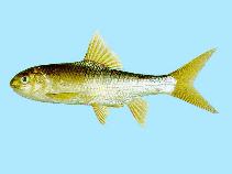 Image of Onychostoma alticorpus (Taiwan ku fish)