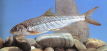 Image of Onychostoma barbatulum (Taiwan shoveljaw carp)