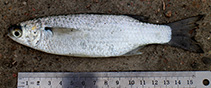 Image of Osteomugil cunnesius (Longarm mullet)