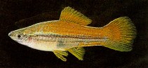 Image of Xiphophorus hellerii (Green swordtail)