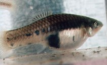 Image of Xiphophorus meyeri (Marbled swordtail)