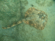 Image of Zanobatus schoenleinii (Striped panray)