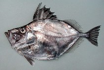 Image of Zenopsis conchifer (Silvery John dory)