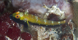 Black-Throated-Triplefin.jpg