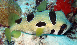 Diodon_Liturosus_Maldives2009_1.jpg