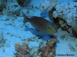 PER9 Lethrinus borbonicus P1015542.jpg