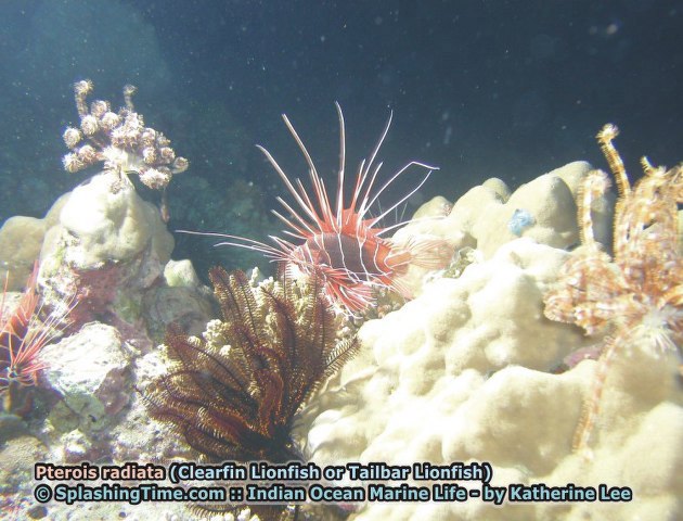 ../tools/UploadPhoto/uploads/06_Pterois_radiata_(Clearfin_Lionfish).jpg