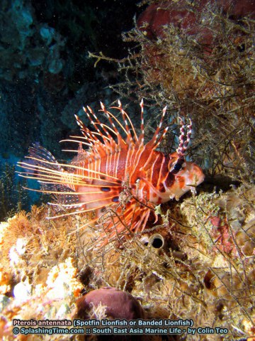 ../tools/UploadPhoto/uploads/14_Pterois_antennata_(Spotfin_lionfish).jpg