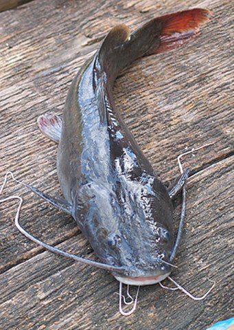 ../tools/UploadPhoto/uploads/AsianRedtailCatfish.jpg