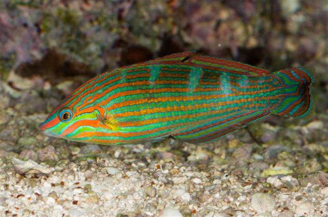 ../tools/UploadPhoto/uploads/Hoevens-Wrasse-Male.jpg