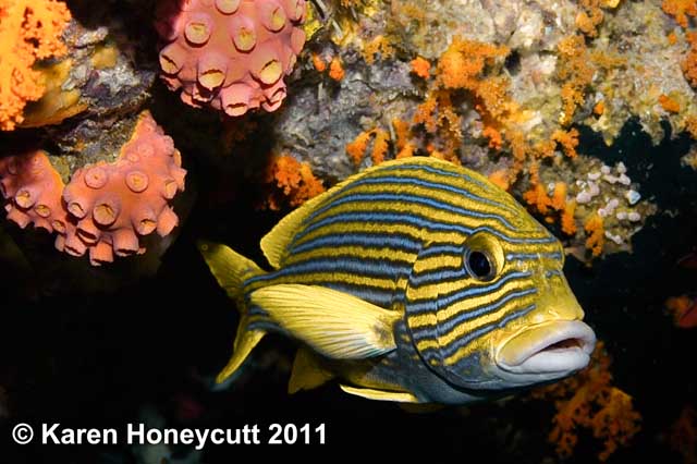 ../tools/UploadPhoto/uploads/Plectorhinchus_polytaenia_(Ribboned_Sweetlips)_Raja_Ampat,_Indonesia.jpg