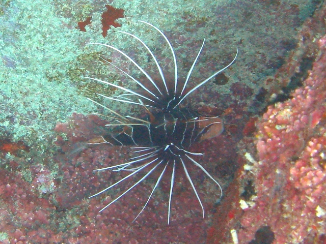 ../tools/UploadPhoto/uploads/Pterois_radiata_Mahe2010_9137_v.JPG