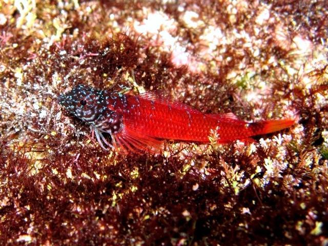 ../tools/UploadPhoto/uploads/Tripterygion_melanurus_Karpathos2011_6646.JPG