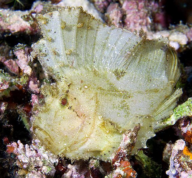 ../tools/UploadPhoto/uploads/leafscorpionfish.jpg