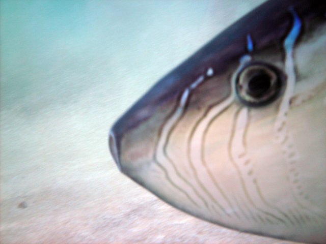 ../tools/UploadPhoto/uploads/sunfish_close_up.jpg