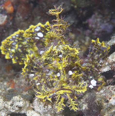 ../tools/UploadPhoto/uploads/weedyscorpionfish2.jpg